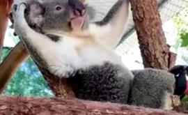 В Австралии сделали первый в мире протез для коалы