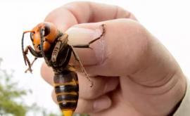 Гигантскую пчелу нашли спустя 38 лет