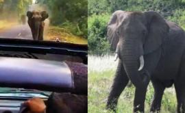 Слон погнался за джипом с туристами и попал на видео