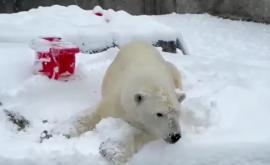 Un urs polar se bucură din plin de zăpadă