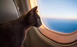 Самолет совершил экстренную посадку изза кота