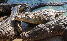 С фермы в ЮАР сбежали крокодилы