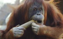 В США впервые в мире привили приматов от COVID19 
