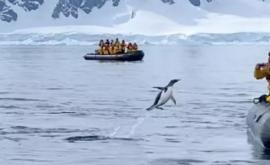 Un pinguin care voia să se salveze de cîteva orci înfometate a sărit întro barcă cu turişti