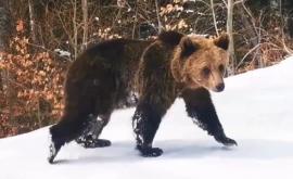 Un urs atracția zilei pe o pîrtie din Predeal