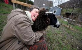 La o fermă din Germania vizitatorii pot îmbrățișa oile în scop terapeutic