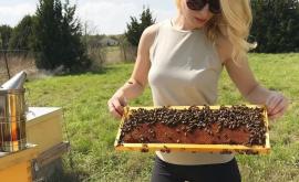 O tînără din Texas mută roiuri întregi de albine pe care le adună cu mîinile goale
