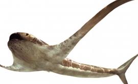 În Mexic au fost descoperite fosilele unui rechin cu aripi