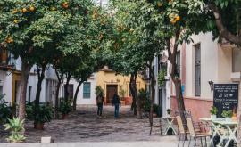 Autobuzele din Sevilla vor circula cu energie obținută din portocale
