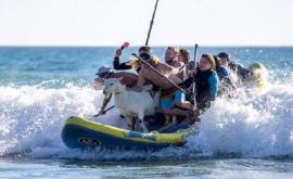 Surfing cu capre pe o plajă din California