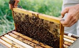 Как перезимовали пчелы в этом году Пчеловоды возлагают большие надежды на 2021 год