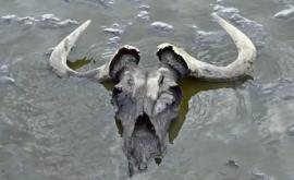 Смертельное озеро в Танзании превращает животных в статуи