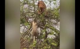Тигр потерпел фиаско во время охоты на обезьяну и попал на видео