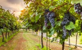 Деятельность Национального бюро винограда и вина будет пересмотрена