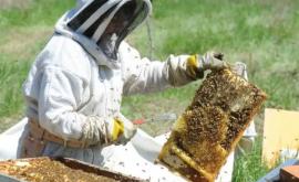 Пчеловодам помогут в регистрации бизнеса
