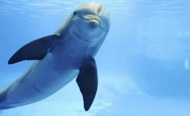 Подлинная история дельфина Джека Пелоруса который был лоцманом десятков кораблей