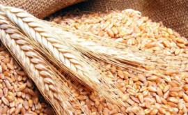Заявление В Джурджулешты везли пшеницу из госрезерва