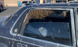 Житель США обнаружил в своей машине 15 тысяч пчел