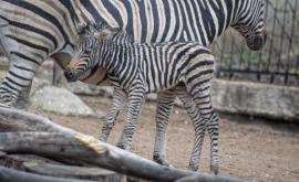 La Grădina Zoologică sa născut un pui de zebră