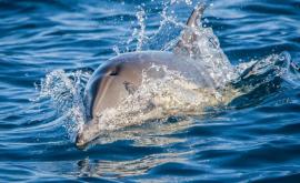 В штате Калифорния туристы сняли на видео тысячи дельфинов проплывающих мимо их лодки