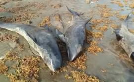 В Гане на нескольких пляжах обнаружены более 60 мертвых дельфинов
