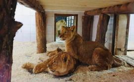 Cum au fost numiți cei patru lei africani aduși recent la Grădina Zoologică