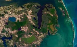 Fenomenul pădurilor fantomă Cum au apărut petele gri surprinse în imaginile din satelit