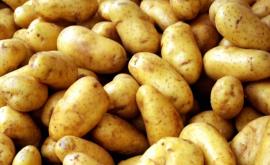 În Moldova vor scădea prețurile la cartofii noi