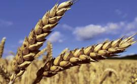 Правительство дало добро на вывод из госрезервов 20 тыс тонн пшеницы