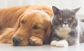 Законопроект В квартирах разрешат содержать не более двух домашних животных