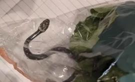 Un cuplu din Australia a găsit un șarpe veninos întro pungă cu salată luată de la supermarket