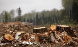 В Молдове катастрофическое положение с вырубкой лесов Мнение