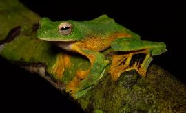 O nouă specie de broască descoperită în Peru