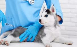 Rusia a produs primul lot de vaccin antiCovid19 din lume pentru animale