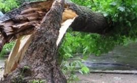 Шквалистый ветер повалил дерево на севере Молдовы ВИДЕО