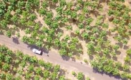 În Leova sînt plantați copaci cu cea mai rapidă creștere din lume