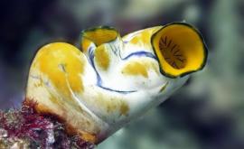 Un animal marin capabil să îşi regenereze toate organele descoperit în Marea Roşie