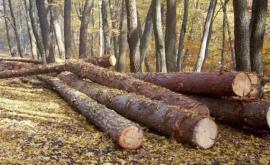 Moldsilva despre tăierile de păduri pe traseul ChișinăuCimișlia Lucrările sînt legale