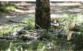 Когда и как решится проблема вырубки здоровых деревьев в Кишиневе