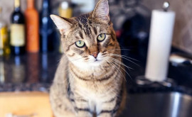De ce obișnuiesc pisicile să dărîme obiecte Explicația oferită de un medic veterinar