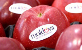 Экспорт яблок из Молдовы этой весной резко сократился