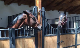 Un cuplu din raionul Cahul a transformat pasiunea pentru cai întro afacere de succes
