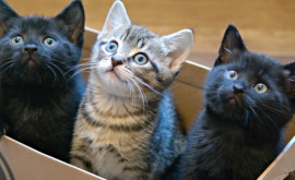 Pisicilor le place atît de mult să stea în cutii încît ar alege chiar și unele desenate experiment