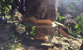 Скандал в Кантемире Кандидат ПДС обвинен в незаконной вырубке деревьев