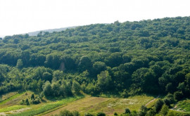 Cum să facem ordine în domeniul silvic din Moldova