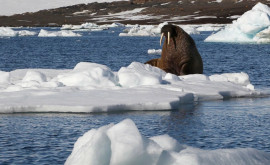 Потепление в Арктике идет в три раза быстрее чем на планете