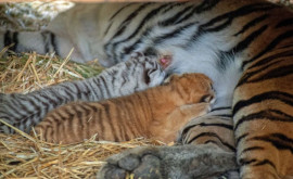 Grădina Zoologică din Chișinău a arătat puii de tigru născuți recent FOTO