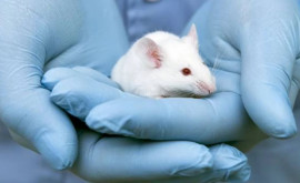 A fost creat cel mai complex hibrid șoareceom