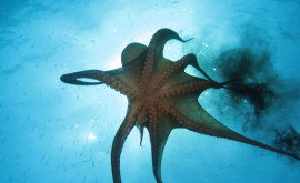 Самый глубоководный осьминог обнаружен на глубине 7 тыс м ВИДЕО