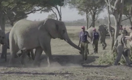 Distrugerile provocate de o turmă de elefanți scăpată dintro rezervație